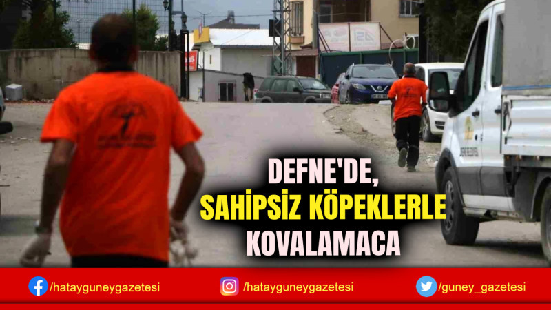 DEFNE'DE, SAHİPSİZ KÖPEKLERLE KOVALAMACA