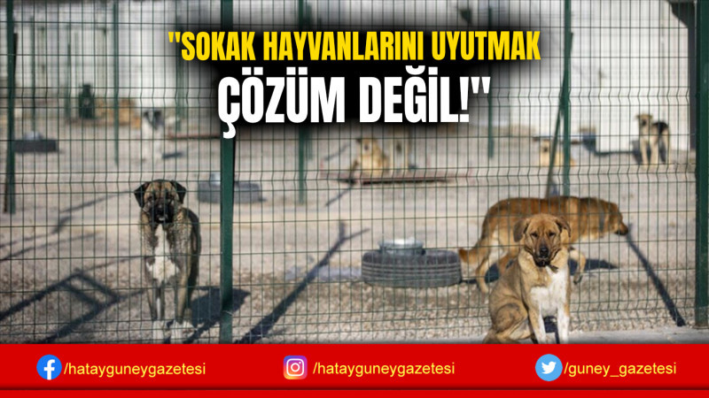 ''SOKAK HAYVANLARINI UYUTMAK ÇÖZÜM DEĞİL!''