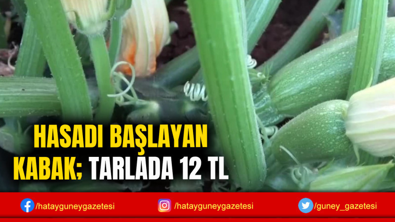 HASADI BAŞLAYAN KABAK; TARLADA 12 TL