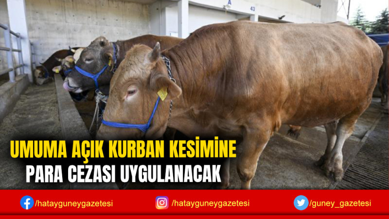 UMUMA AÇIK KURBAN KESİMİNE PARA CEZASI UYGULANACAK