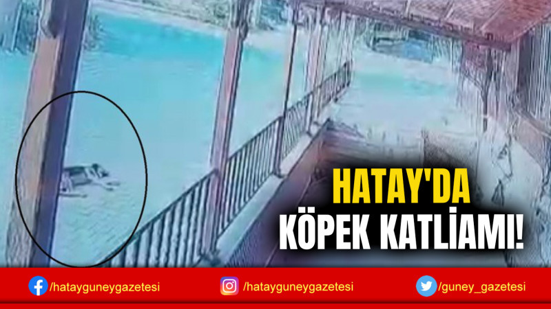 HATAY'DA KÖPEK KATLİAMI!