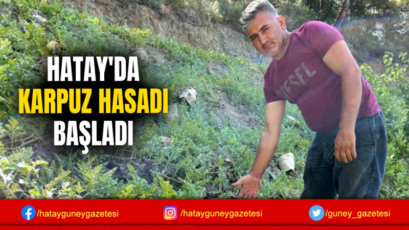 HATAY'DA KARPUZ HASADI BAŞLADI