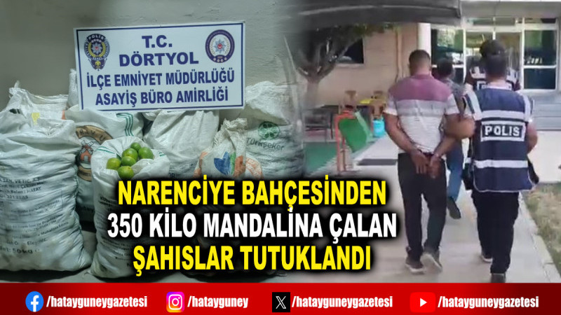 NARENCİYE BAHÇESİNDEN 350 KİLO MANDALİNA ÇALAN ŞAHISLAR TUTUKLANDI