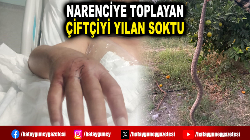 NARENCİYE TOPLAYAN ÇİFTÇİYİ YILAN SOKTU