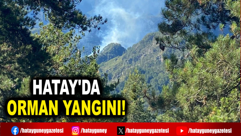 HATAY'DA ORMAN YANGINI!