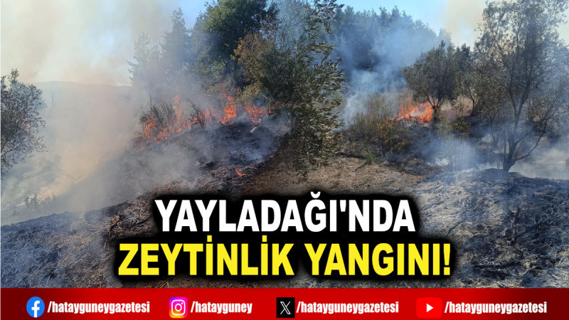 YAYLADAĞI'NDA ZEYTİNLİK YANGINI!