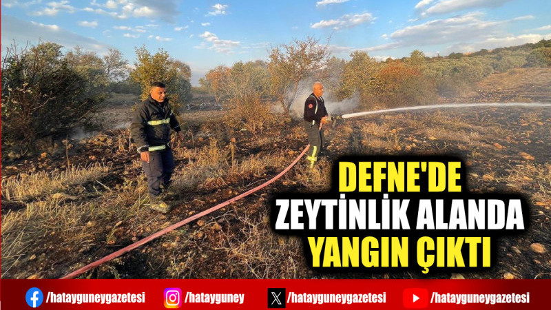 DEFNE'DE ZEYTİNLİK ALANDA YANGIN ÇIKTI