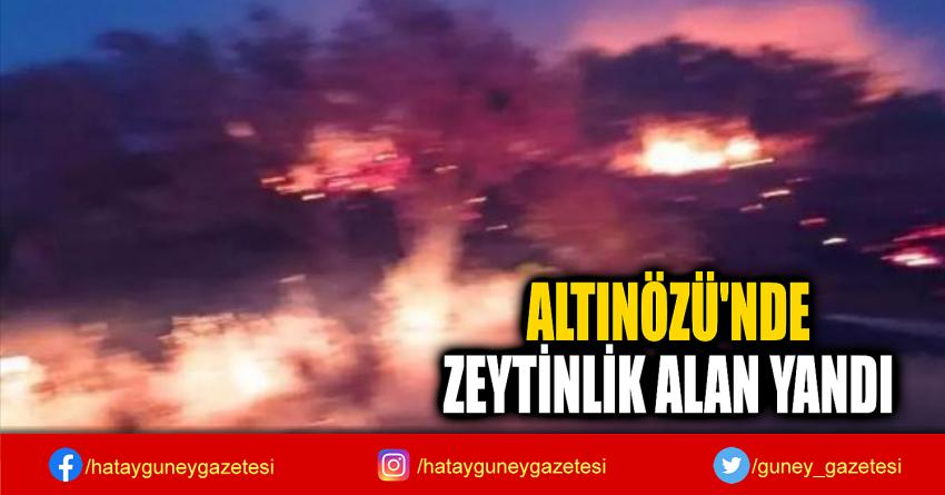 ALTINÖZÜ'NDE  ZEYTİNLİK  ALAN YANDI