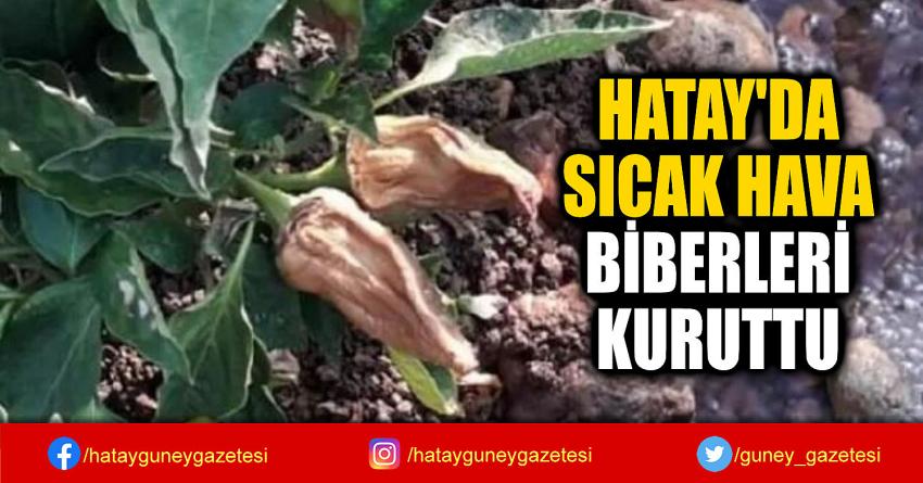 HATAY'DA  SICAK HAVA BİBERLERİ  KURUTTU