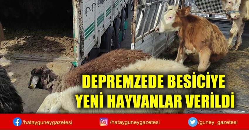 DEPREMZEDE BESİCİYE YENİ HAYVANLAR VERİLDİ