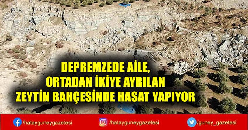 DEPREMZEDE AİLE, ORTADAN İKİYE AYRILAN ZEYTİN BAHÇESİNDE HASAT YAPIYOR