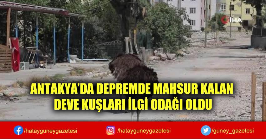 ANTAKYA'DA DEPREMDE MAHSUR KALAN DEVE KUŞLARI İLGİ ODAĞI OLDU