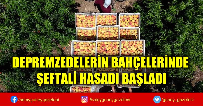 DEPREMZEDELERİN BAHÇELERİNDE ŞEFTALİ HASADI BAŞLADI