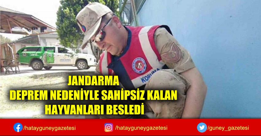 JANDARMA DEPREM NEDENİYLE SAHİPSİZ KALAN HAYVANLARI BESLEDİ