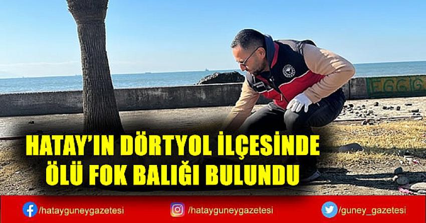 HATAY'IN DÖRTYOL İLÇESİNDE ÖLÜ FOK BALIĞI BULUNDU