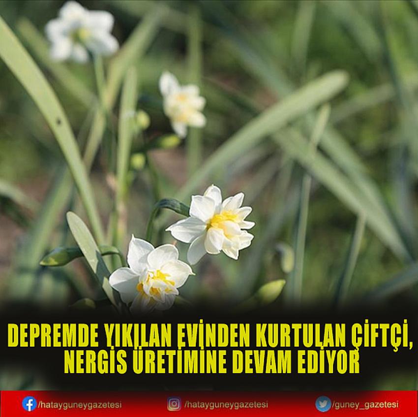 DEPREMDE YIKILAN EVİNDEN KURTULAN ÇİFTÇİ, NERGİS ÜRETİMİNE DEVAM EDİYOR