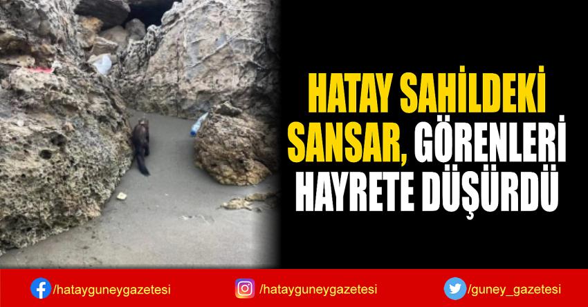 HATAY SAHİLDEKİ  SANSAR, GÖRENLERİ  HAYRETE DÜŞÜRDÜ