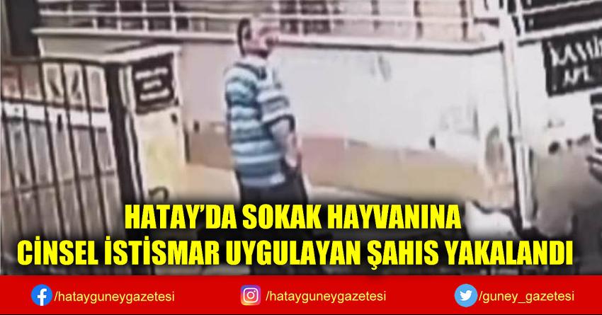 HATAY’DA SOKAK HAYVANINA CİNSEL İSTİSMAR UYGULAYAN ŞAHIS YAKALANDI