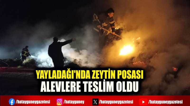 YAYLADAĞI'NDA ZEYTİN POSASI ALEVLERE TESLİM OLDU