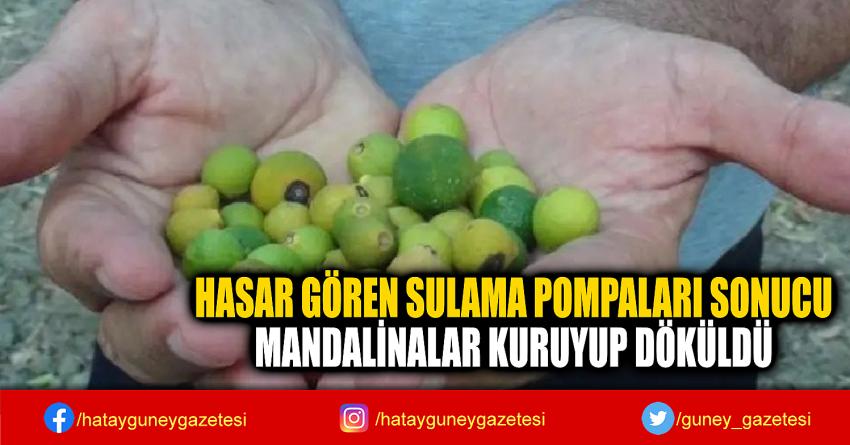 HASAR GÖREN SULAMA POMPALARI SONUCU  MANDALİNALAR KURUYUP DÖKÜLDÜ