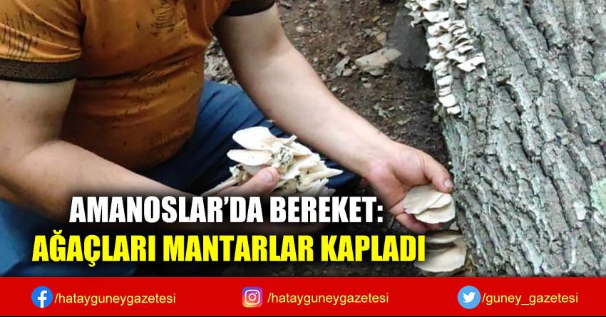 AMANOSLAR'DA BEREKET: AĞAÇLARI MANTARLAR KAPLADI